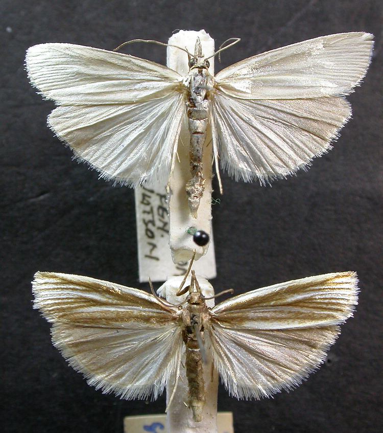 Crambidae image